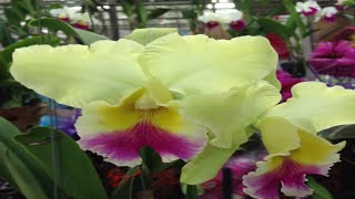 Новые Фласки (Орхидеи в бутылочке) из Паттайи. Vanda Twotone. Lime with red lip Cattleya.
