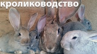 Кролиководство: советы как выбрать и где купить первых кроликов.
