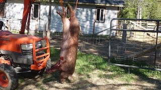 How to humanely slaughter (kill), scald, scrape and field dress a pig