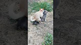 Говорили, что не бывает дружбы между кошкой и собакой... А любви???