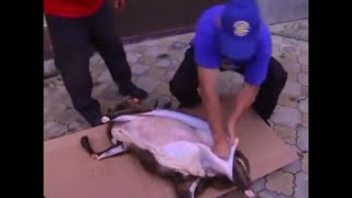 Разделка барана по Карачаевским обычаям.
