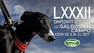 Cuartos de Final  D2 " LXXXIICampeonato de España de Galgos en campo "Copa S.M. El  Rey "