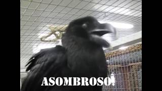 La inteligencia de los cuervos es asombrosa!
