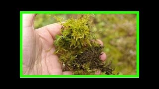 Mousse sur la Pelouse : L'Astuce Pour S'en Débarrasser SANS Effort.