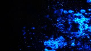 夜光虫 -Noctiluca scintillans- 2013湘南