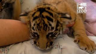 Tiger Cubs Starting to Eat Meat - Cincinnati Zoo