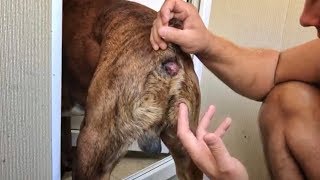 Как почистить параанальные железы у собаки