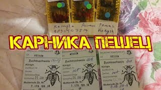 Островные матки из Германии