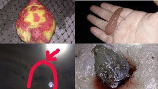 Những Sinh Vật Biển Khủng Khiếp Và Đáng Sợ Nhất |VÂN ĐỒN SEAFOOD