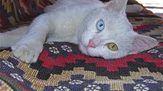 Վանա կատու ,  Vana katu  cat ,  Ванские кошки с разными глазами