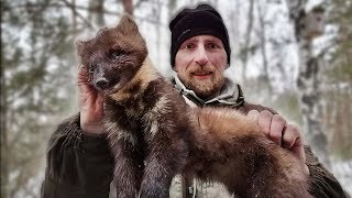 Поймал куницу пока ставил капканы. Охота в Беларуси