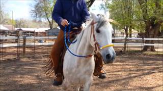 Epic #2 , Arabian Gelding,Developing the Ride, Sean Davies, ColoradoReinsman