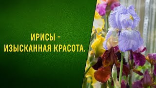 Как сажать ирисы. Секреты выращивания в средней полосе