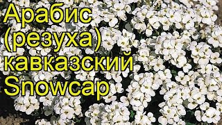 Арабис кавказский Сноукеп (Snowcap). Краткий обзор, описание характеристик, где купить саженцы