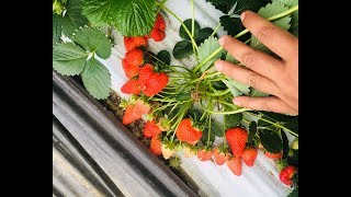 Клубника Кабрилло и Мальга. Весна 2019.