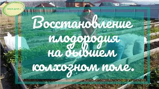 Восстановление плодородия почвы за три года на бывшем колхозном поле по природному земледелию.