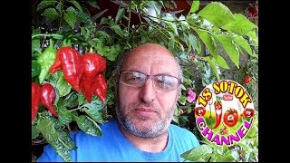 Весенняя обрезка и формировка кустов сверх острого перца