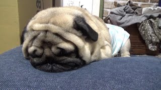 いい夢を見ているときの愛犬の眠り【パグのいびきと尻尾】　『おまめ日記』Pug Comedy Videos From Japan