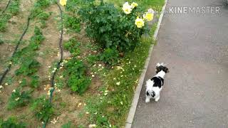 #бивер_йорк#самая_лучшая_собака Бивер Йорк и кот. Два бандита !!!