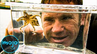 Top 10 Smallest Animals That Could Kill You