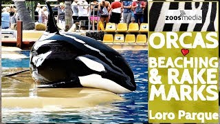 ORCAS im Loro Parque: BEACHING & RAKE MARKS | zoos.media