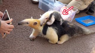 ミナミコアリクイの赤ちゃん「トト」をおんぶするお兄ちゃん? 伊豆シャボテン動物公園・ミナミコアリクイ公開授乳後の様子!　Southern tamandua baby?