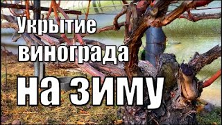 Укрытие винограда на зиму. Виноградник Вадима Точилина