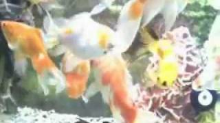Goldfish Aquarium