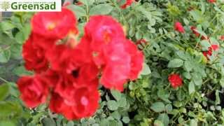 Роза бордюрная "Скарлет" - видео-обзор от Greensad