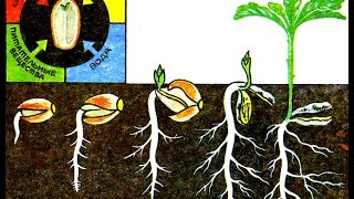 Рост и развитие растений (2). Биология 6 класс.