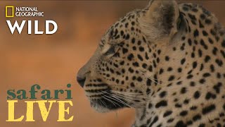 Safari Live - Day 208 | Nat Geo Wild
