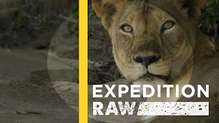 Ride Along With a Team of Lion Protectors | Expedition Raw