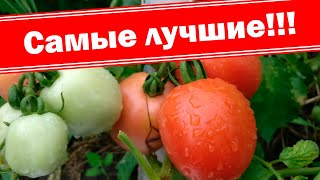 ТОП 10 Лучшие томаты сезона 2019 !!!