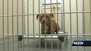 Louisville starts online animal abuse registry