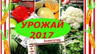 Новинки 2017 года  Гавриш семена томатов. Приусадебное хозяйство.