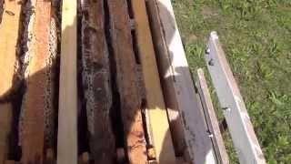 Гречишный мед  Осмотр пчел 2 августа 2015 года  Buckwheat honey  Inspection of bees August 2, 2015