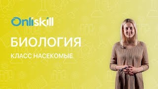 Биология 7 класс: Класс Насекомые