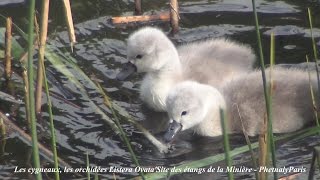 Cygneaux & Orchidée Sauvage (Listera Ovata) du 9 Mai 2015