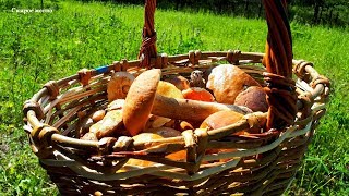 ГРИБЫ ПОШЛИ В ИЮЛЕ!Разнообразие летних грибов!Тихая охота 2019