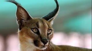 САМЫЕ беспощадные хищники АФРИКИ! Документальные фильмы, фильмы о хищниках