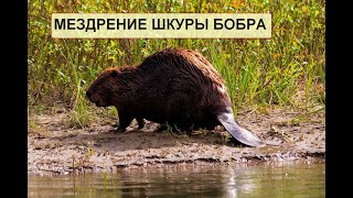 Мездрение шкуры бобра!!!