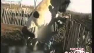 Бык трахает мужика /  bull hamping man