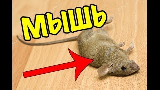 Как сделать ловушку на мышей и крыс