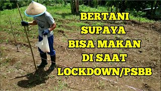 MENANAM JAGUNG UNTUK PERSEDIAAN MAKANAN DI MASA PANDEMI. PETANI DADAKAN