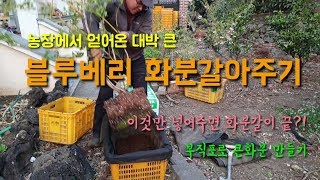 블루베리 화분갈이방법 부직포화분으로 블루베리화분재배 해보기
