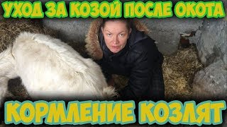 Как кормить новорожденных козлят