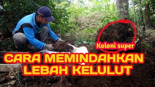 CARA MEMINDAHKAN LEBAH KELULUT ( jenis thoracica)