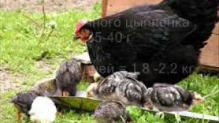 K&K ПТИЦЕВОДСТВО 1/10 Куры Бройлеры Утки Гуси Индейки