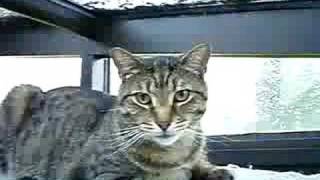 Gonzo:  Storm Cat!