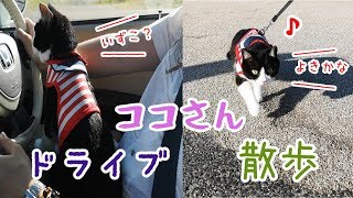 猫とドライブ＆公園散歩を少し